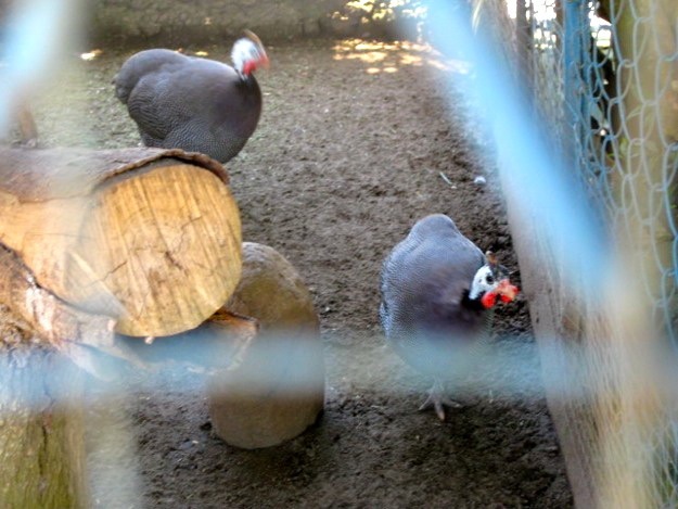 zoo08 zoo08